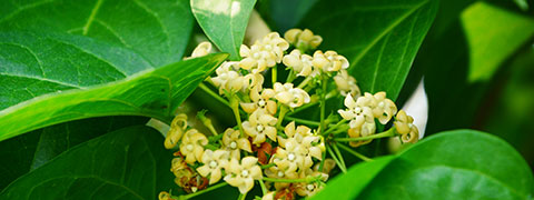 Gudmaar- An impeccable ‘sugar destroying’ herb.