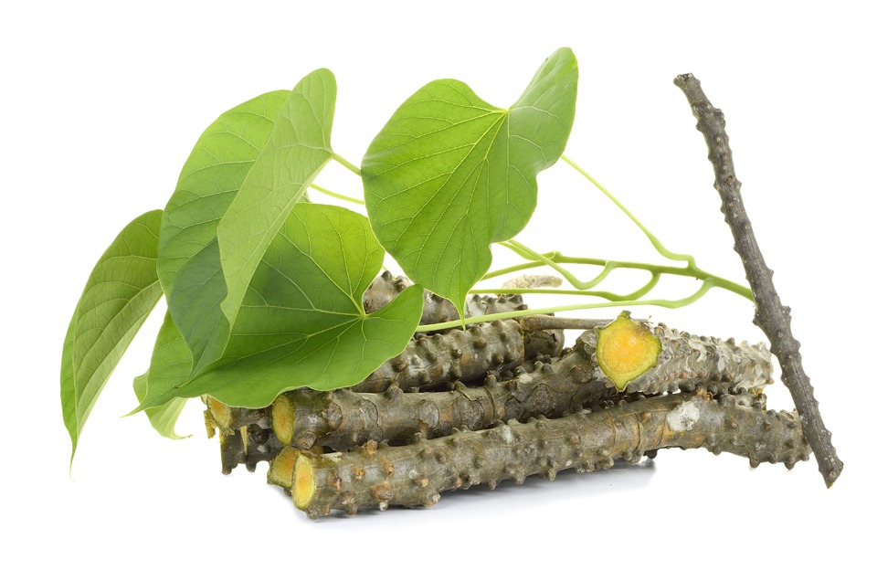 Giloy – The amrit herb of the Ayurveda…