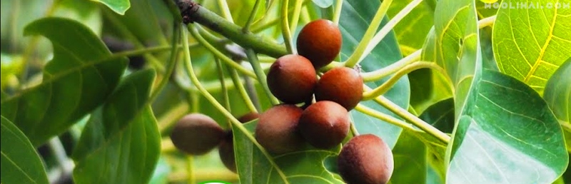 Baheda Powder and its benefits.