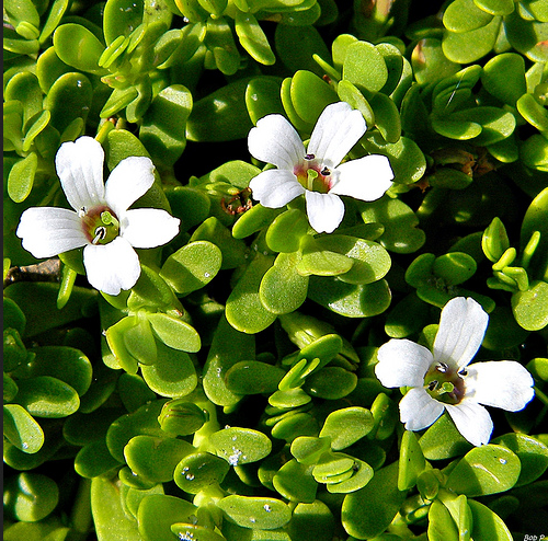 Brahmi Powder – The magic herb