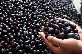 Jamun- ‘Fruit of Gods’