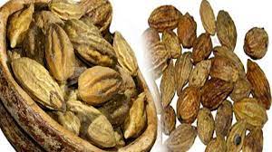 Harad Choti or Haritaki – The king of herbs
