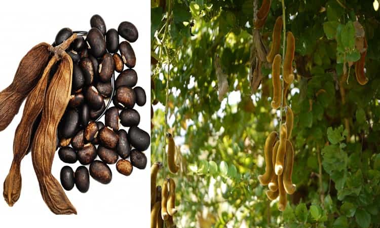 Kaunch Beej (Magaj) – The magic velvet bean