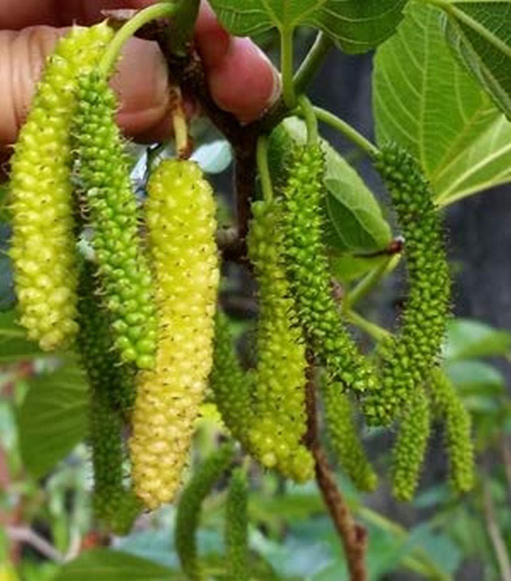 Shahtoot Patta and its numerous benefits