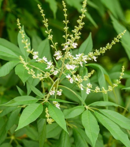 निर्गुण्डी के फायदे-Benefits of Nirgundi